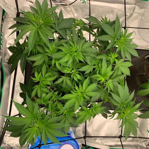 Sunset Sherbert growlog timeline photo