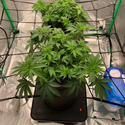 Sunset Sherbert growlog timeline photo
