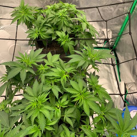 Sunset Sherbert growlog timeline photo