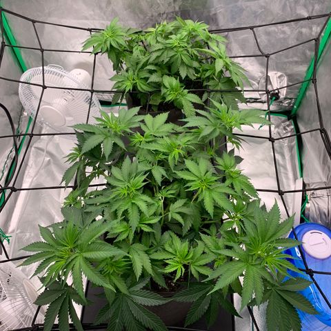 Sunset Sherbert growlog timeline photo