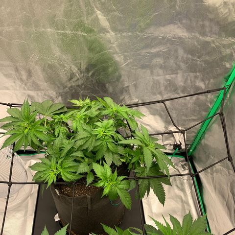 Blueberry growlog timeline photo