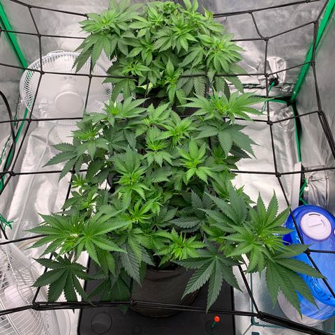 Blueberry growlog timeline photo