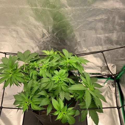 Blueberry growlog timeline photo
