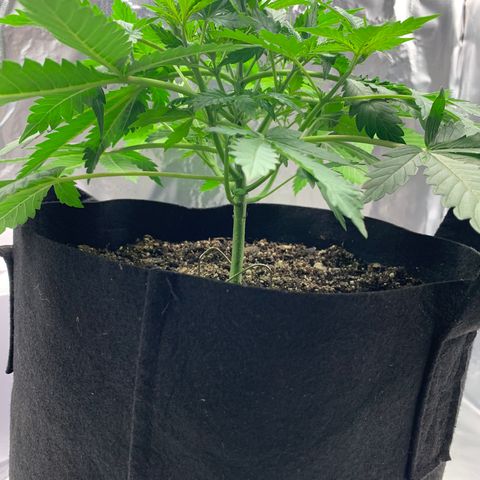 Auto Zkittlez growlog timeline photo