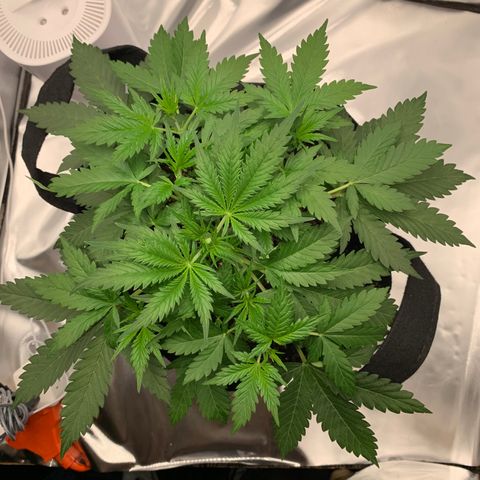 Auto Zkittlez growlog timeline photo