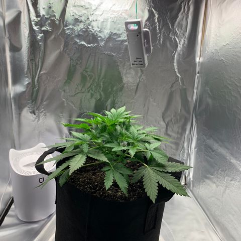 Auto Zkittlez growlog timeline photo