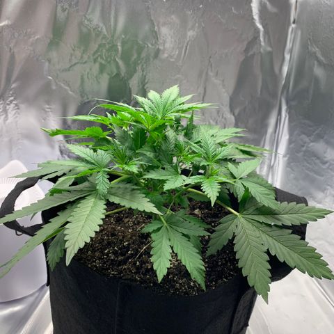 Auto Zkittlez growlog timeline photo