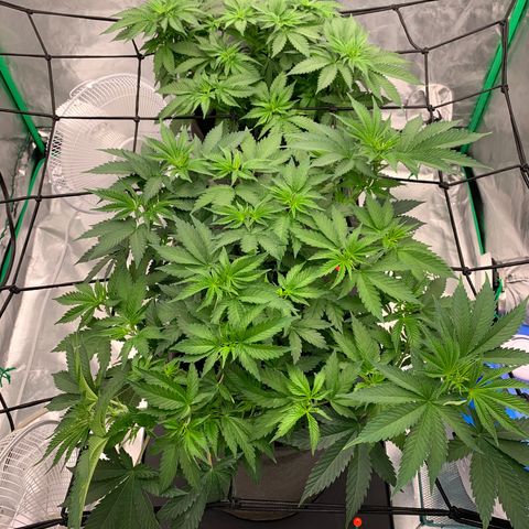 Sunset Sherbert growlog timeline photo