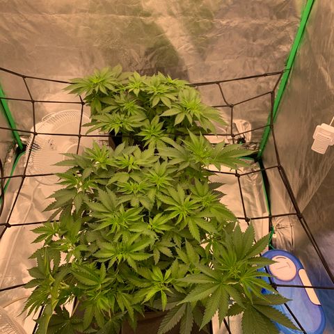 Sunset Sherbert growlog timeline photo