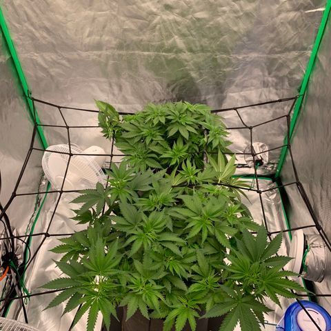 Sunset Sherbert growlog timeline photo