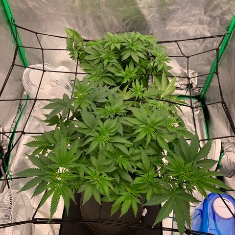 Sunset Sherbert growlog timeline photo