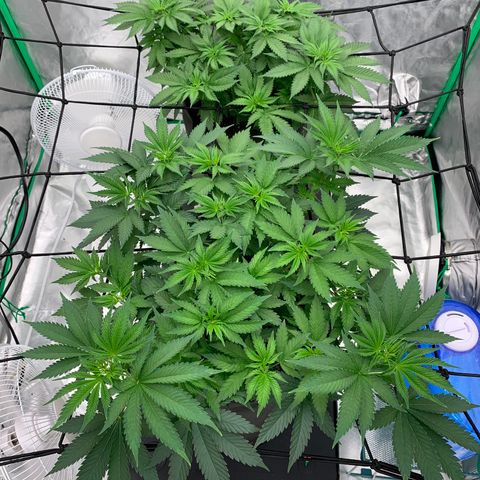 Sunset Sherbert growlog timeline photo