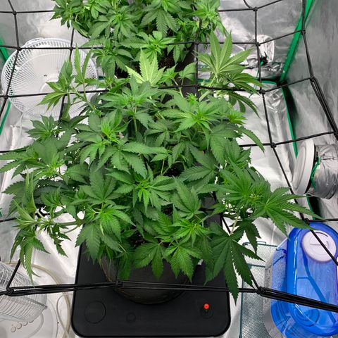 Sunset Sherbert growlog timeline photo