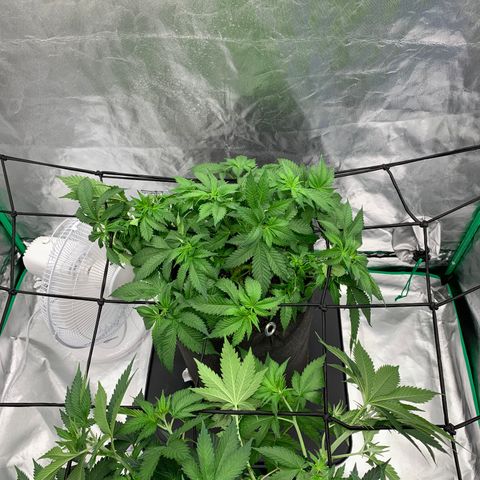 Blueberry growlog timeline photo
