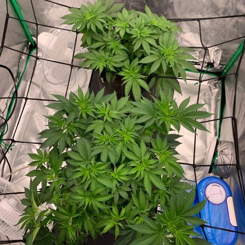 Blueberry growlog timeline photo