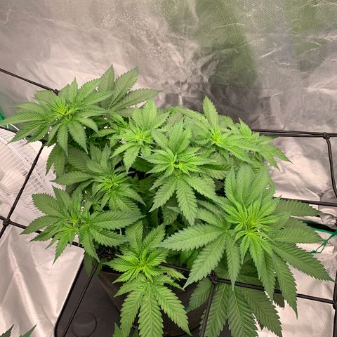 Blueberry growlog timeline photo