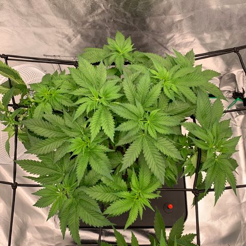 Blueberry growlog timeline photo