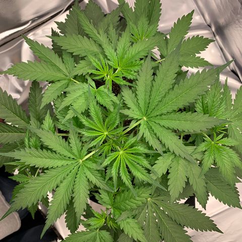 Auto Zkittlez growlog timeline photo