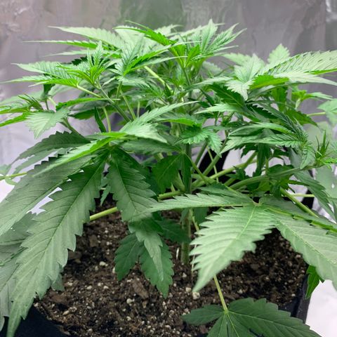Auto Zkittlez growlog timeline photo