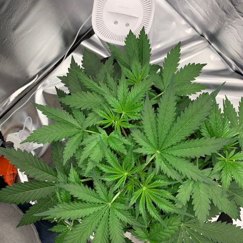 Auto Zkittlez growlog timeline photo