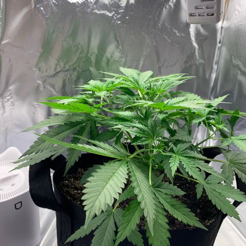 Auto Zkittlez growlog timeline photo