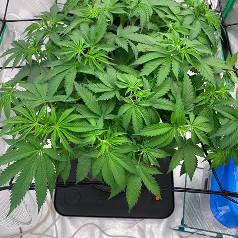 Sunset Sherbert growlog timeline photo