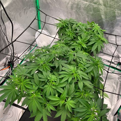 Sunset Sherbert growlog timeline photo