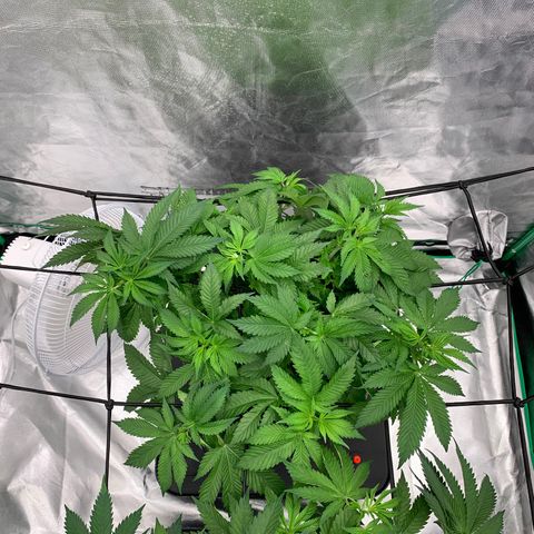 Blueberry growlog timeline photo