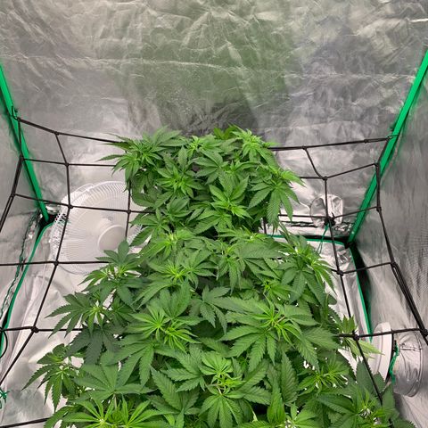 Blueberry growlog timeline photo