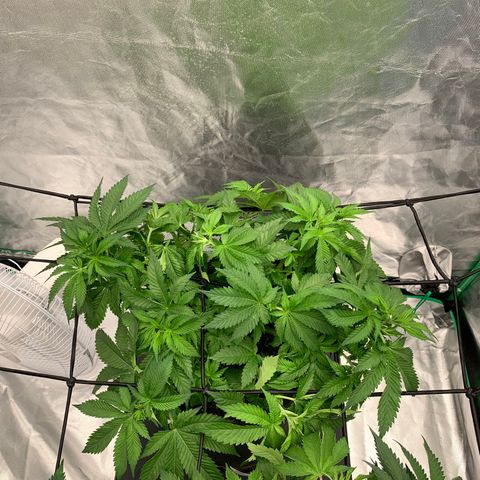 Blueberry growlog timeline photo