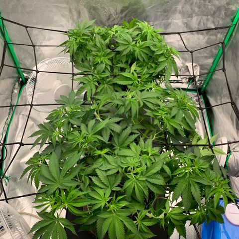 Blueberry growlog timeline photo