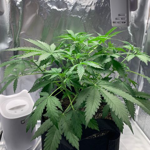 Auto Zkittlez growlog timeline photo
