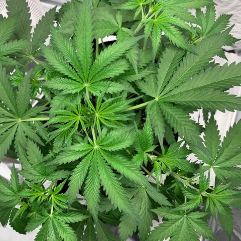 Auto Zkittlez growlog timeline photo