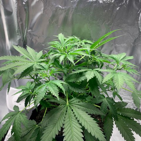Auto Zkittlez growlog timeline photo