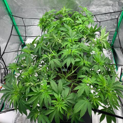 Sunset Sherbert growlog timeline photo