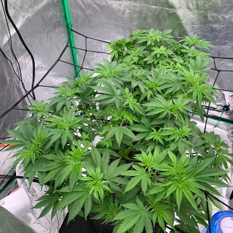 Sunset Sherbert growlog timeline photo
