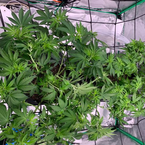 Sunset Sherbert growlog timeline photo