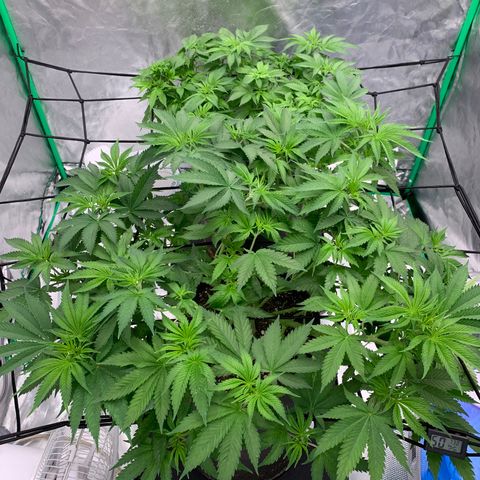 Sunset Sherbert growlog timeline photo