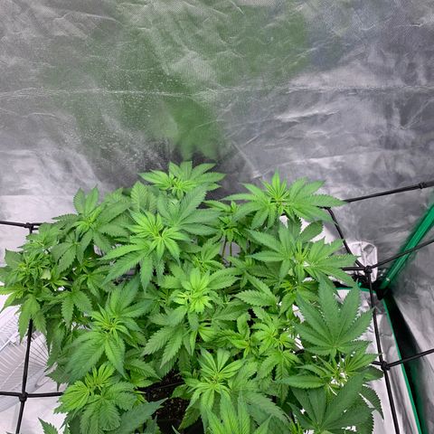 Blueberry growlog timeline photo