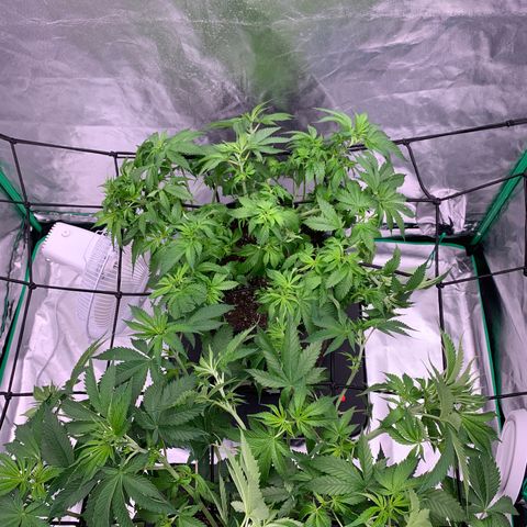 Blueberry growlog timeline photo