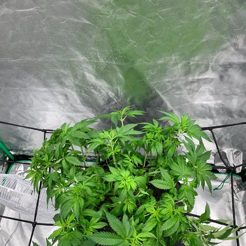 Blueberry growlog timeline photo