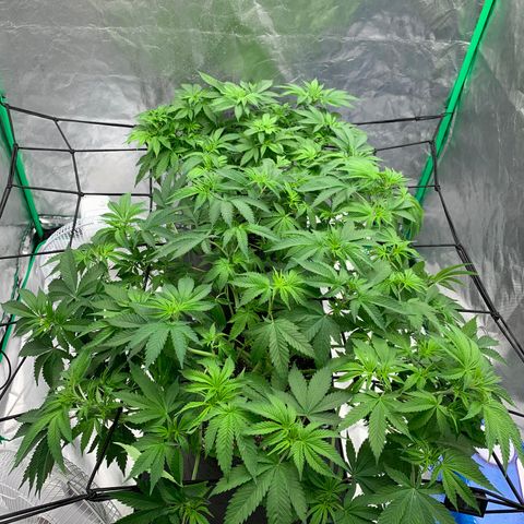 Sunset Sherbert growlog timeline photo