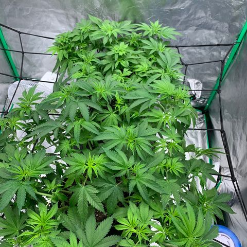Sunset Sherbert growlog timeline photo