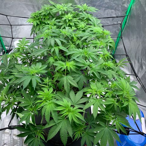 Blueberry growlog timeline photo