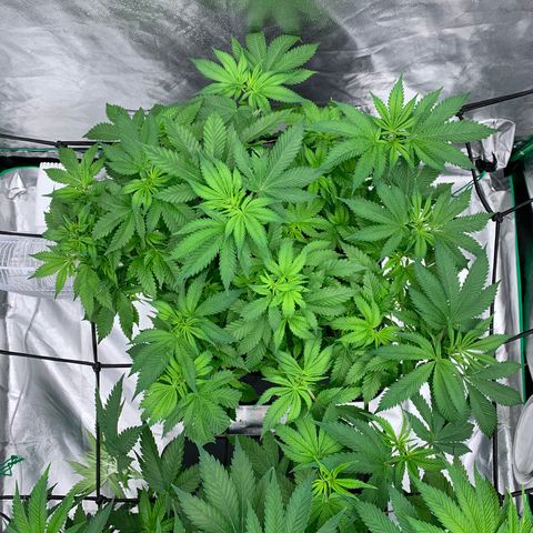 Blueberry growlog timeline photo