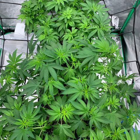 Blueberry growlog timeline photo