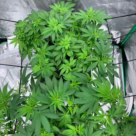 Blueberry growlog timeline photo