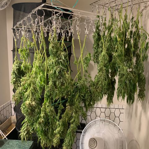 Golden Haze growlog timeline photo