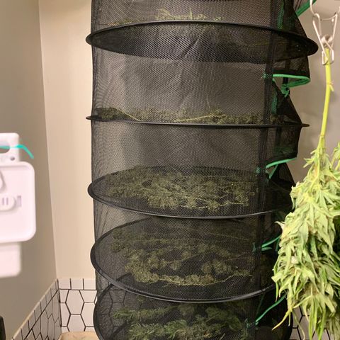 Golden Haze growlog timeline photo