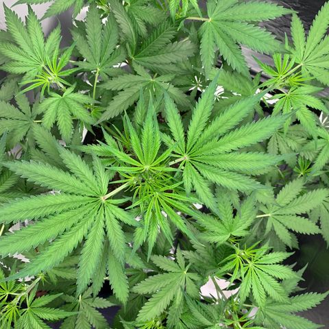 Sunset Sherbert growlog timeline photo